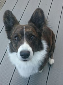 rallytoko_kisaavat_riinapesonen_ja_rolli